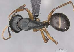 Camponotus oetkeri Forel 1910的圖片