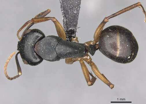 Imagem de Camponotus oetkeri Forel 1910