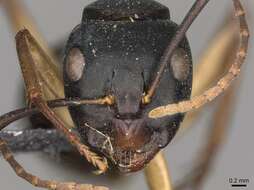 Camponotus oetkeri Forel 1910的圖片