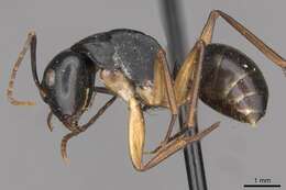 Camponotus oetkeri Forel 1910的圖片