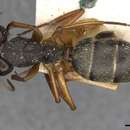 صورة Camponotus oxleyi Forel 1902