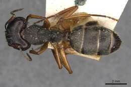 Image of Camponotus oxleyi Forel 1902