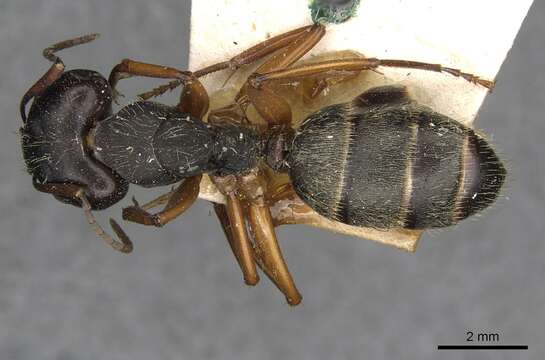 Camponotus oxleyi Forel 1902的圖片