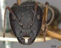 Image of Camponotus oxleyi Forel 1902