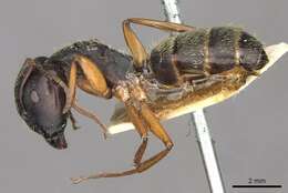 Image of Camponotus oxleyi Forel 1902