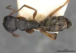 Image of Camponotus oxleyi Forel 1902