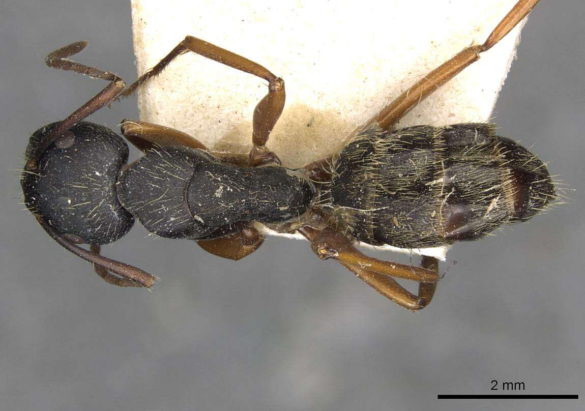 Image of Camponotus oxleyi Forel 1902