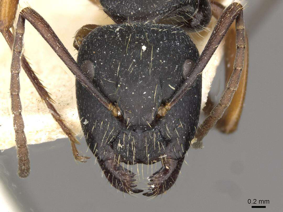 Image of Camponotus oxleyi Forel 1902