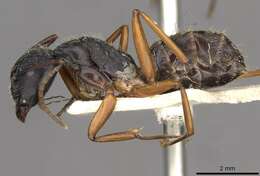 Image of Camponotus oxleyi Forel 1902