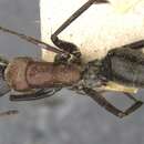 Image of Camponotus tasmani Forel 1902