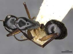 Image of Camponotus tumidus Crawley 1922