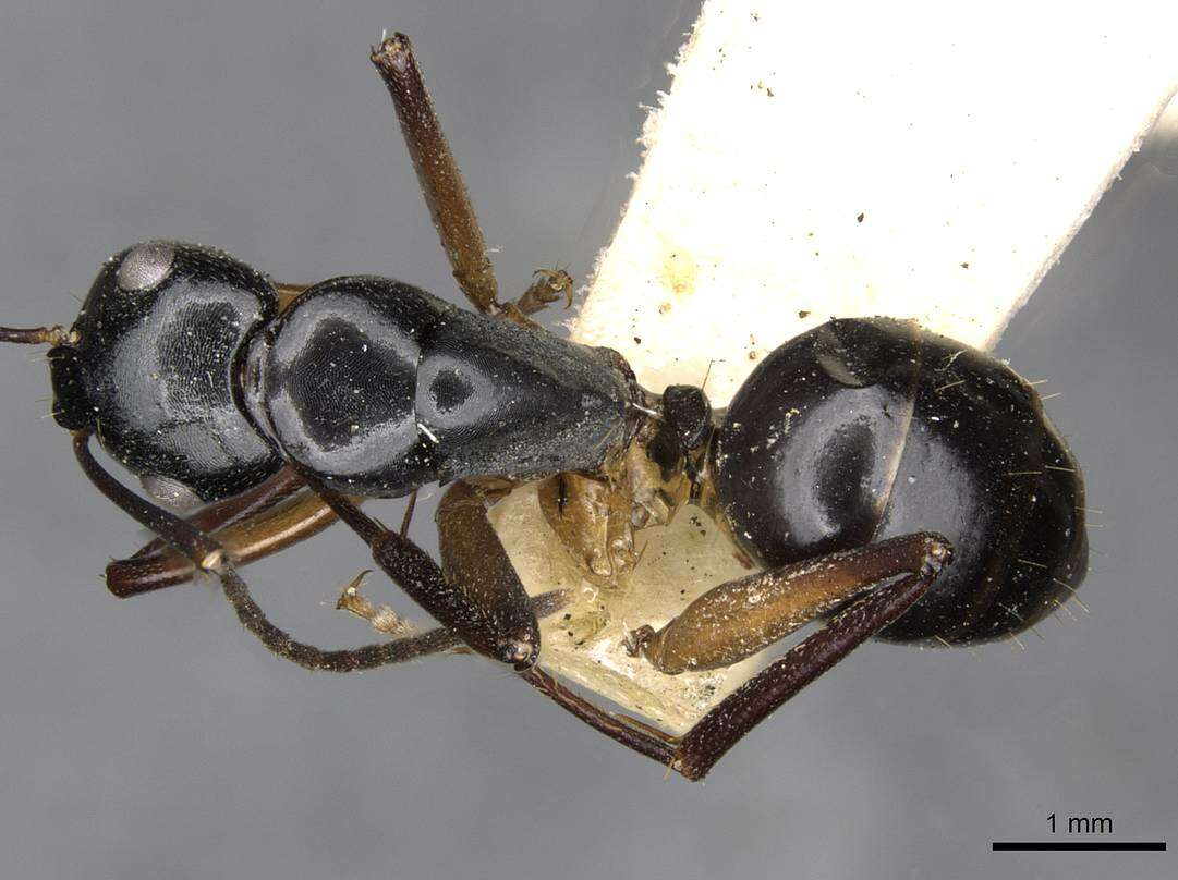 Image of Camponotus tumidus Crawley 1922