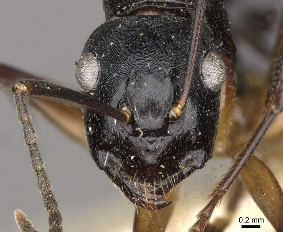 Image of Camponotus tumidus Crawley 1922