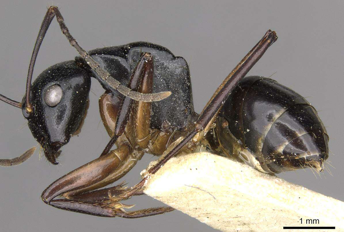 Image of Camponotus tumidus Crawley 1922