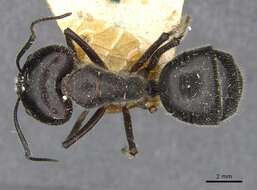 Image of Camponotus molossus Forel 1907