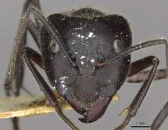 Image of Camponotus molossus Forel 1907