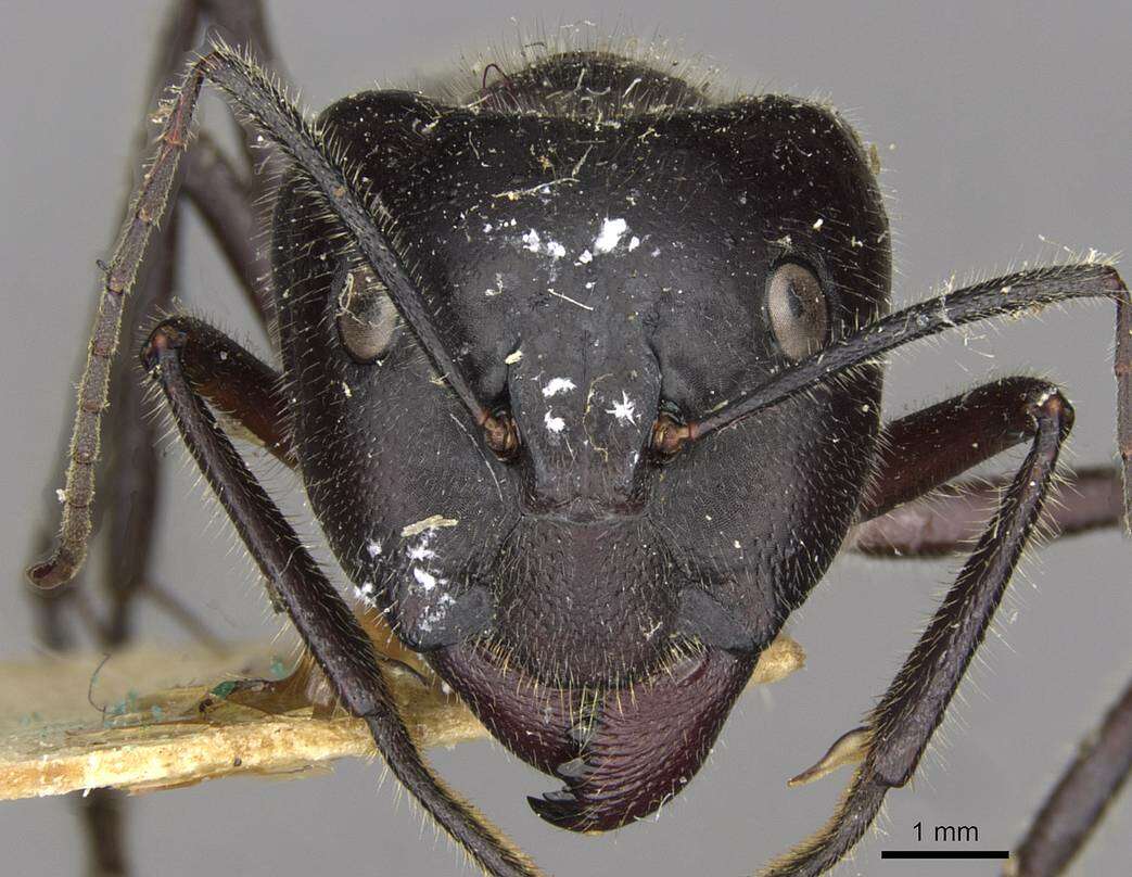 Image of Camponotus molossus Forel 1907