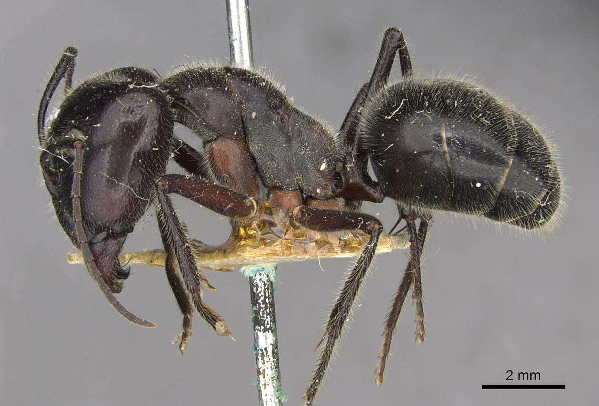 Image of Camponotus molossus Forel 1907