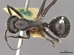 Image of Camponotus molossus Forel 1907