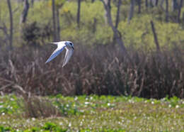 Image of Forster's Tern