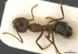 صورة Camponotus overbecki Viehmeyer 1916