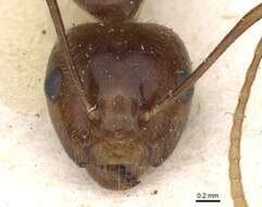 صورة Camponotus overbecki Viehmeyer 1916