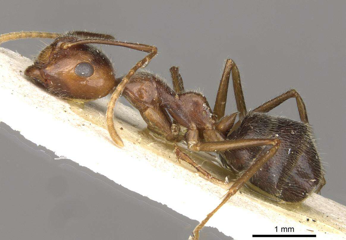 صورة Camponotus overbecki Viehmeyer 1916