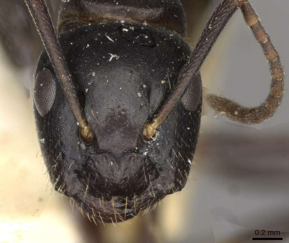 Image of Camponotus nearcticus Emery 1893