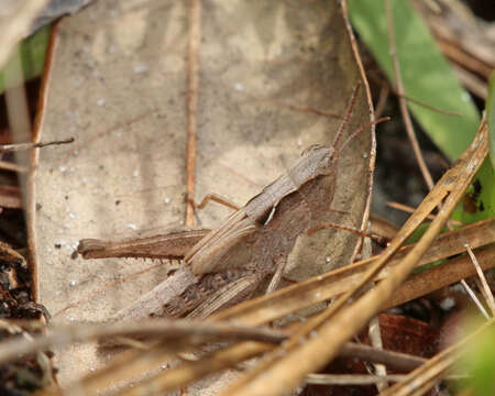 Orphulella pelidna (Burmeister & H. 1838) resmi