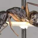 Image of Camponotus himalayanus