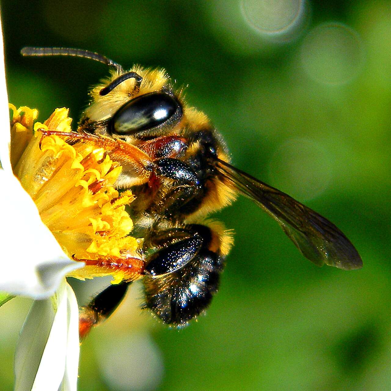 Sivun Megachile bahamensis Mitchell 1927 kuva