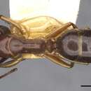Image of Camponotus montivagus Forel 1885