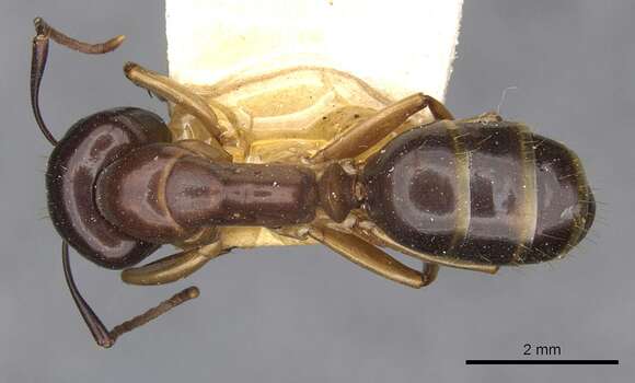 Image of Camponotus montivagus Forel 1885