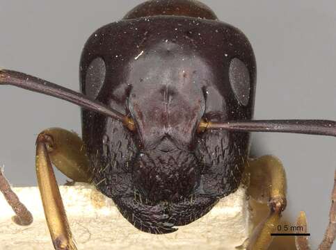 Image of Camponotus montivagus Forel 1885