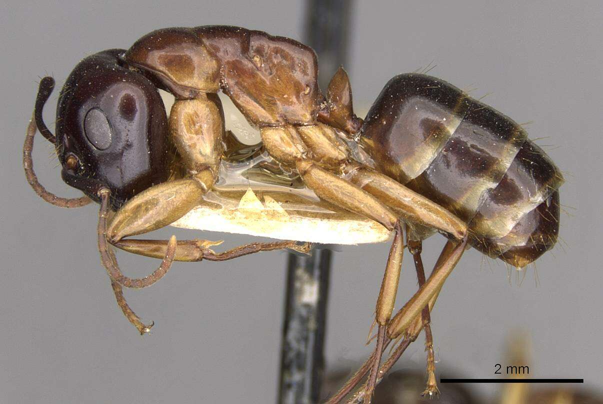 Image of Camponotus montivagus Forel 1885