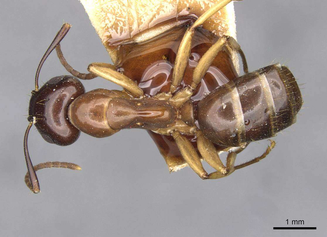 Image of Camponotus montivagus Forel 1885