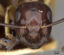 Image of Camponotus montivagus Forel 1885