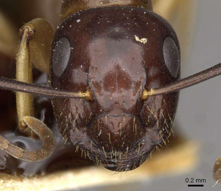 Image of Camponotus montivagus Forel 1885