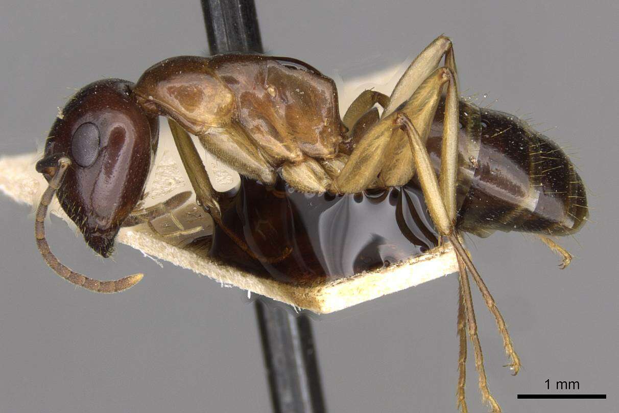 Image of Camponotus montivagus Forel 1885