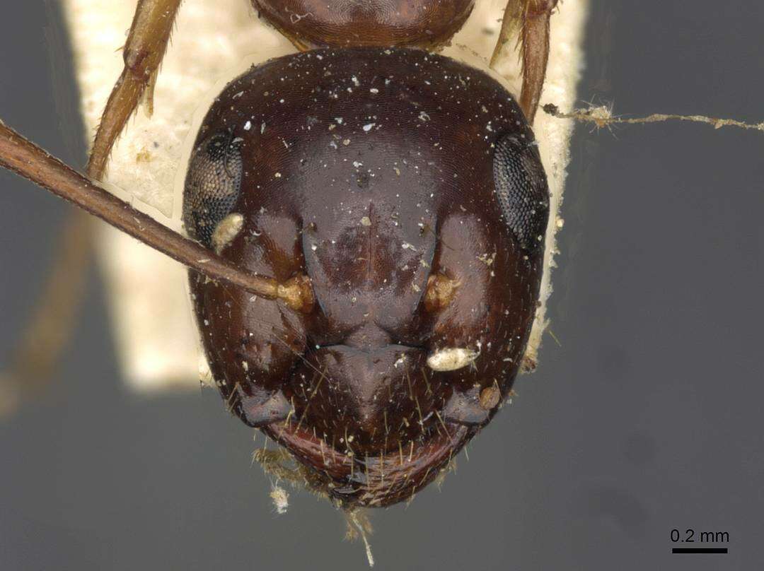 Image of Formicinae