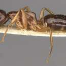 Imagem de Camponotus rectithorax