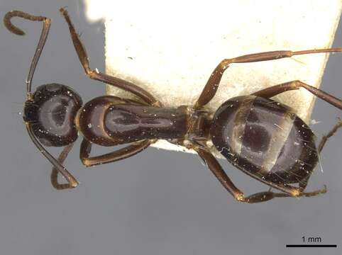 Image of Camponotus wroughtonii Forel 1893