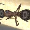 Image of Camponotus interjectus Mayr 1877