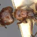 Image of <i>Camponotus rebeccae</i>
