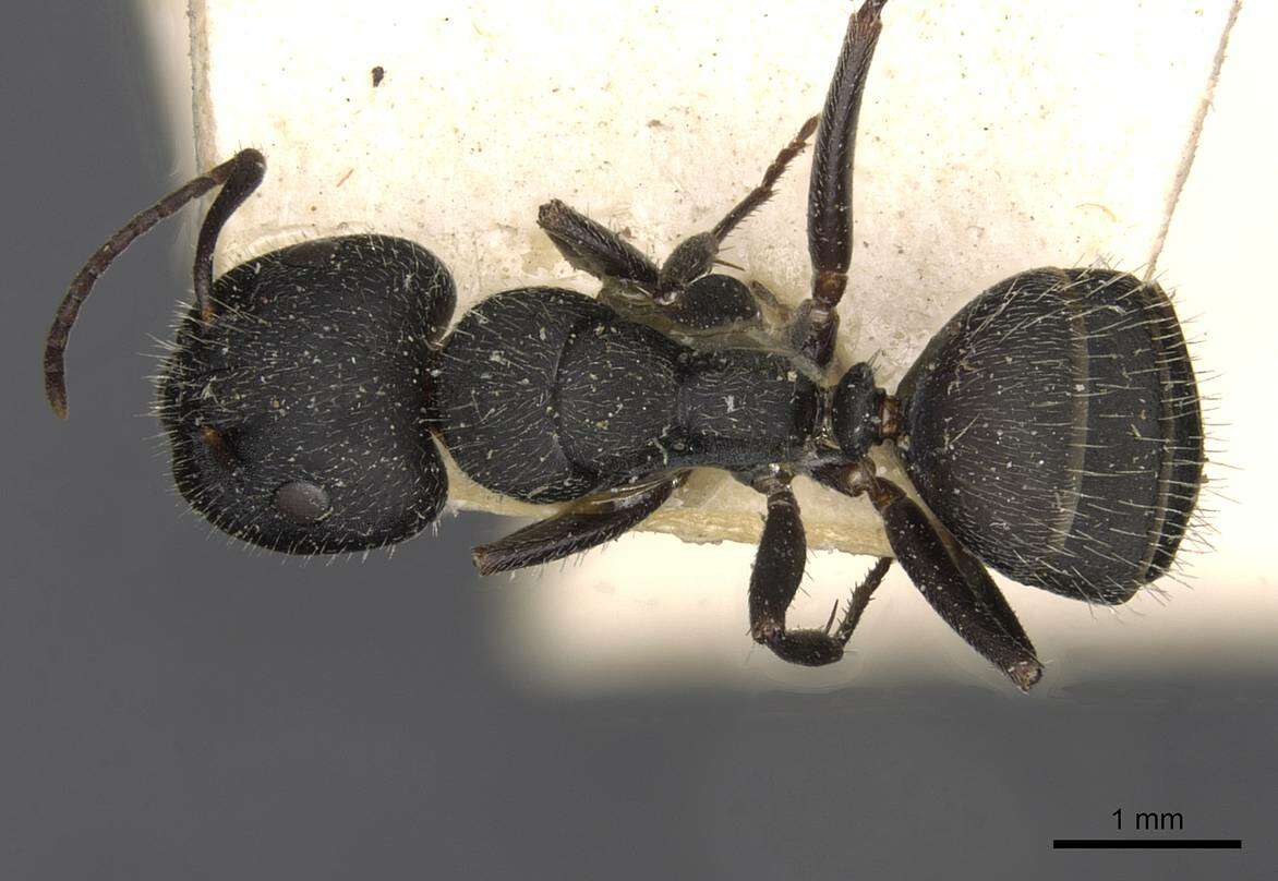 Image of Camponotus boghossiani Forel 1911