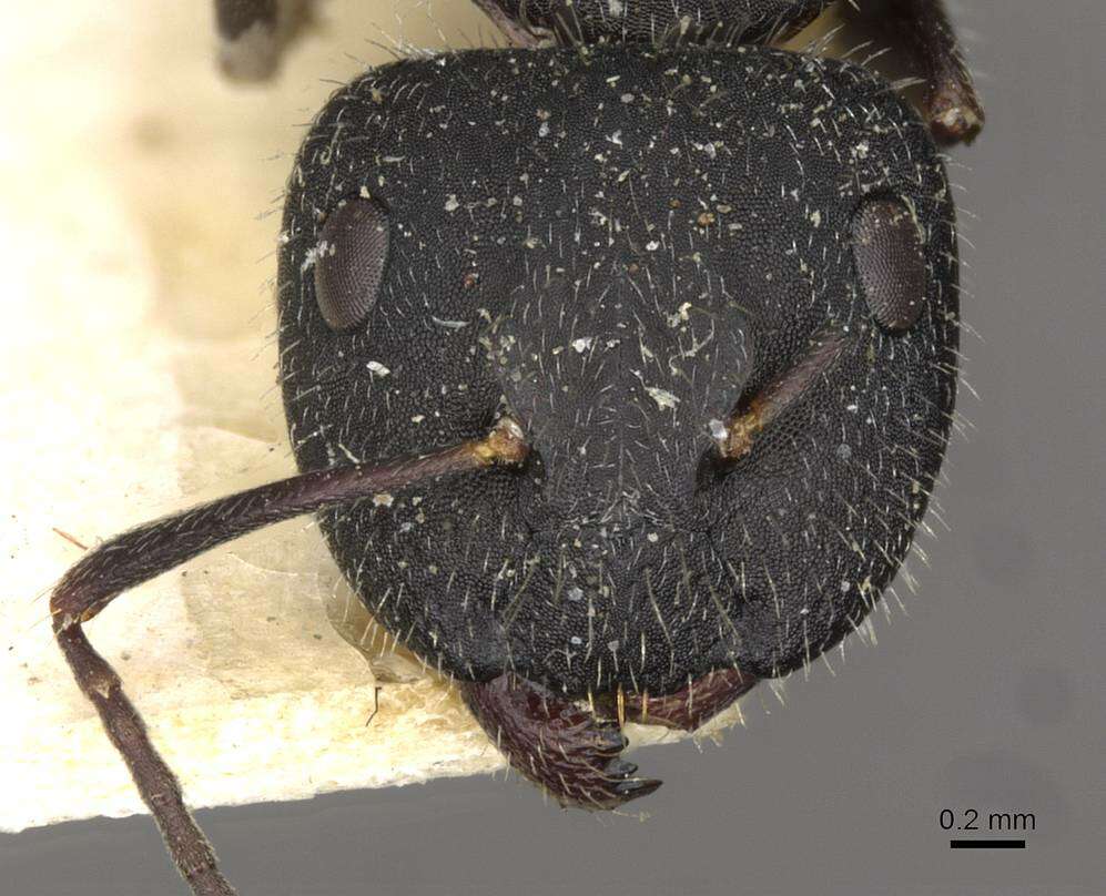 Imagem de Camponotus boghossiani Forel 1911