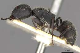 Imagem de Camponotus boghossiani Forel 1911