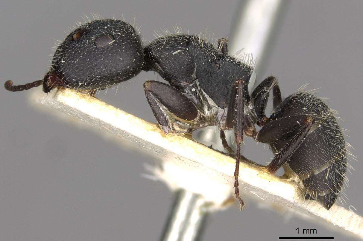 Image of Camponotus boghossiani Forel 1911