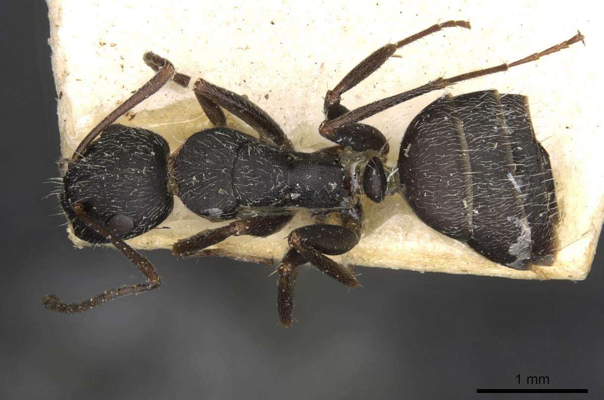 Imagem de Camponotus boghossiani Forel 1911