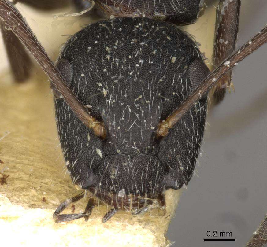 Image of Camponotus boghossiani Forel 1911